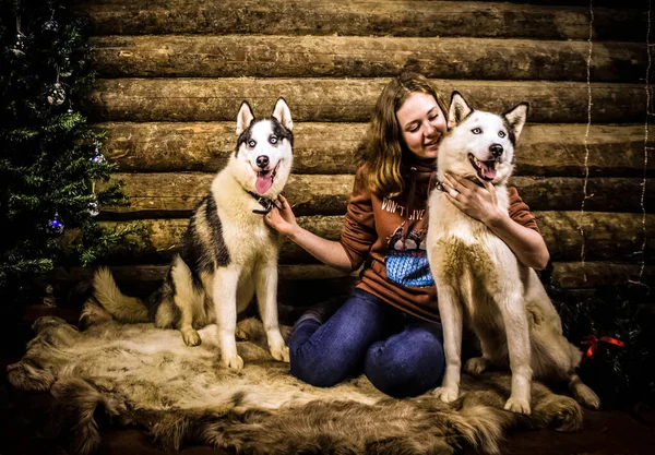 Uma Menina Dois Cães Husky Sentam Lado Uma Árvore Natal — Fotografia de Stock