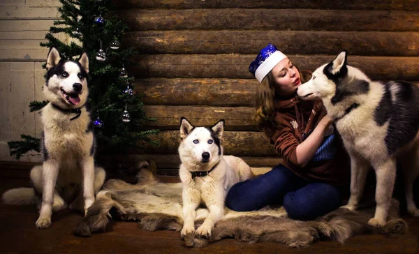 Uma Menina Três Cães Husky Sentam Lado Uma Árvore Natal Imagens De Bancos De Imagens Sem Royalties