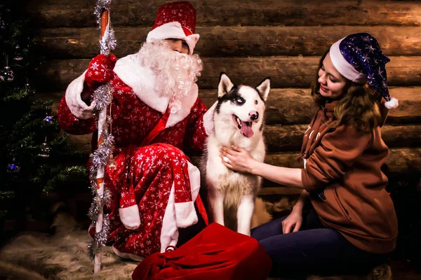 Das Mädchen Sitzt Mit Den Hunden Husky Und Weihnachtsmann Weihnachtsbaum — Stockfoto