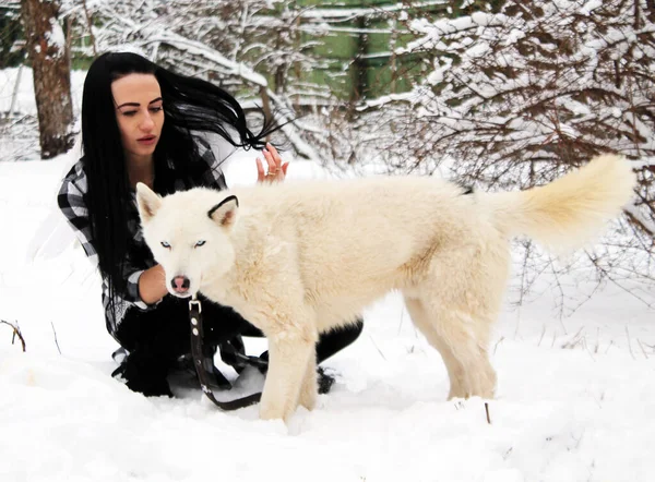 Menina Com Cão Branco Husky — Fotografia de Stock