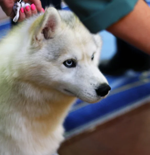 Vit Fluffig Husky Med Blå Ögon — Stockfoto