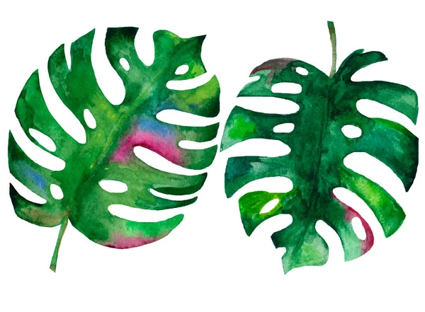 Listy Akvarelů Botanické Ilustraceakvarel Ručně Malované Zelené Listy Monstera Botanické — Stock fotografie