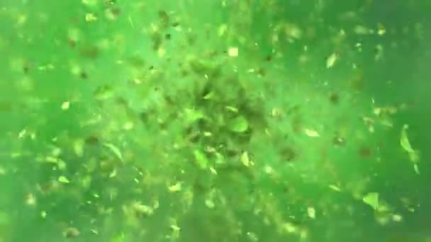 的绿茶叶子爆裂 — 图库视频影像