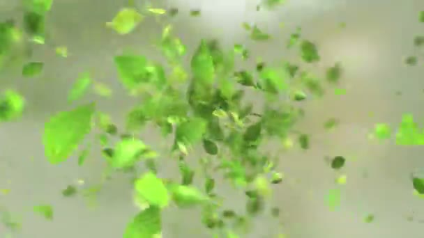 Vybuchující Zelený Čaj Leafs Rozlišení — Stock video