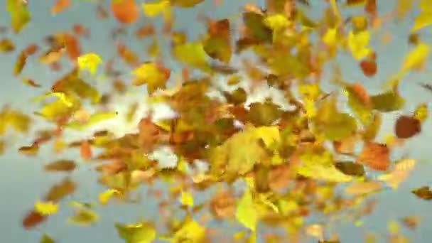 秋の葉の背景を爆発 — ストック動画