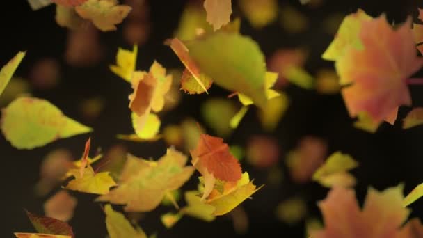 Vallende Herfst Leafs Loop Bare Achtergrond — Stockvideo