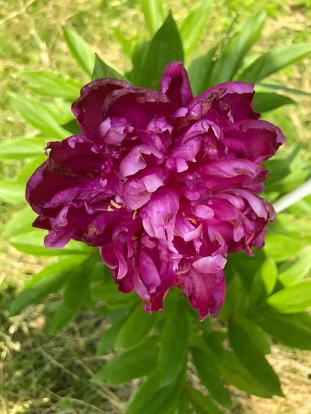 Güneşli yaz gününde yeşil yapraklı, mor bir çiçek.