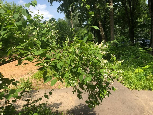 Yasemin 'in caddelerdeki dalıyla yürüme yolunda beyaz çiçekler açıyor.