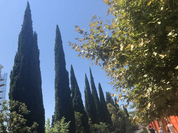 Selvi ağaçları yürüyüş yolu ve mavi gökyüzü