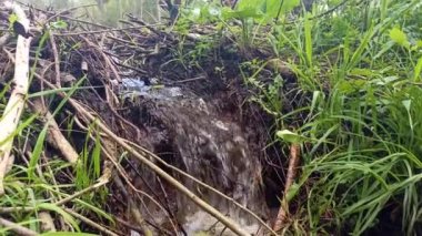 Ormanda kunduz barajından akan bir dere. Su gurulduyor ve bir köpük oluşturuyor. Yeşil çimlerin arasında bir yaz günü çekim yapmak.