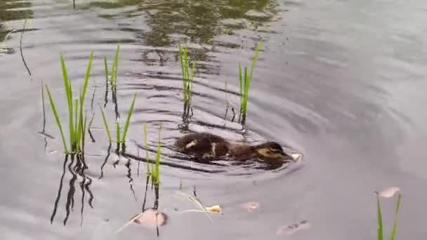 Kis Kacsa Kenyeret Eszik Vízben Más Kiskacsák Odajönnek Hozzá Anyakacsához — Stock videók