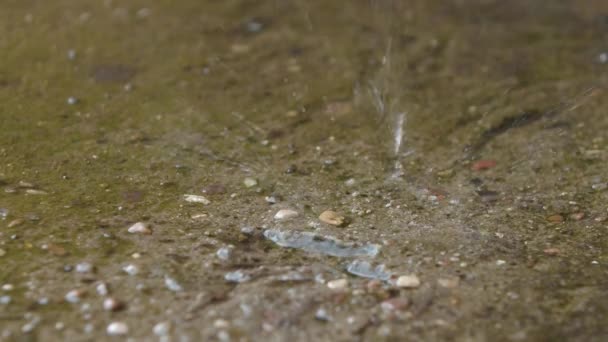 小さな水たまりで石の表面に落ちる雨滴のクローズアップとスプラッシュを作成します 120Fpsの映像からのスローモーション 雨が降ってる水が落ちてる 夏の日のマクロショット — ストック動画