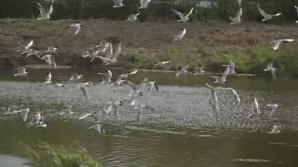 Eine Gruppe Weißer Möwen Fliegt Gegen Den Wind Und Flattert — Stockvideo