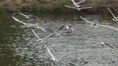 Rüzgara karşı uçan beyaz martı sürüsünün yakın çekimleri kahverengi suyun arka planına karşı. Bokeh. Bir grup martı. Kuşlar aktif olarak kanatlarını çırpıyorlar. Bir yaz günü çekim yapmak
