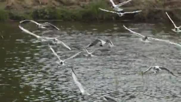 Närbild Flock Vita Måsar Som Flyger Mot Vinden Mot Bakgrund — Stockvideo