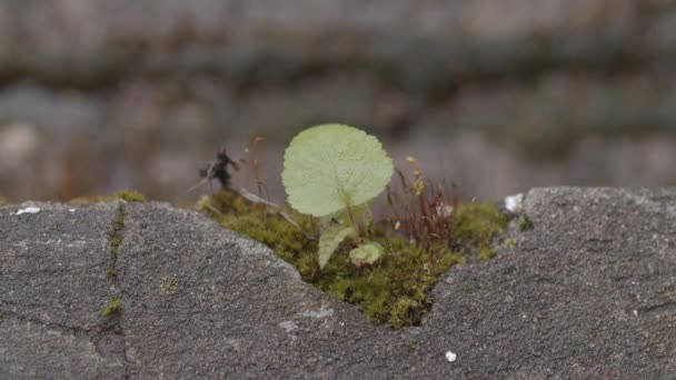 在苔藓中生长在石头上的小植物的特写 落叶从沥青路面上冒出一滴雨水 随风飘荡的叶子夏天阴天的宏观镜头 Bokeh — 图库视频影像