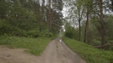 A rural dirt road in a green forest where pine trees grow. Trees and sky are reflected in a puddle. Movement to the steadicam. Summer morning shot