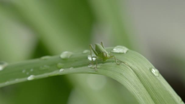 Green Grasshopper Tracks Prey Midges Attacks Successfully Insect Flies Away — Stok video