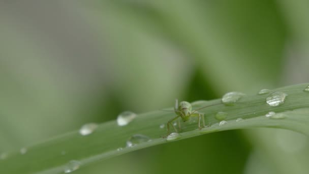 Gros plan d'une sauterelle verte assise sur un brin d'herbe avec des gouttes d'eau de rosée, se brossant les jambes, déplaçant ses antennes et se déplaçant un peu
