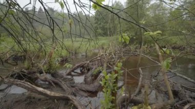 Trees gnawed and harvested by beavers. Beaver Dam. A river in a forest flows and foams among branches with moss, trees, stones. Shooting from steadicam on a summer morning day. Shooting a bit slow