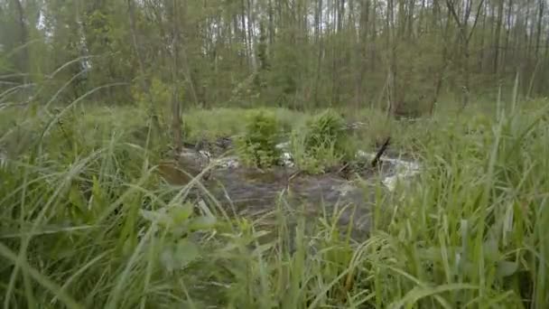 河川上森林里的一个海狸堤坝的起重机上的一枪 在树木和青草之间 水的杂音和泡沫 在夏日的清晨拍摄 — 图库视频影像