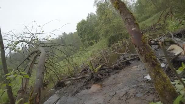 Filmando Com Torção Steadicam Barragem Castor Contra Fundo Floresta Árvores — Vídeo de Stock
