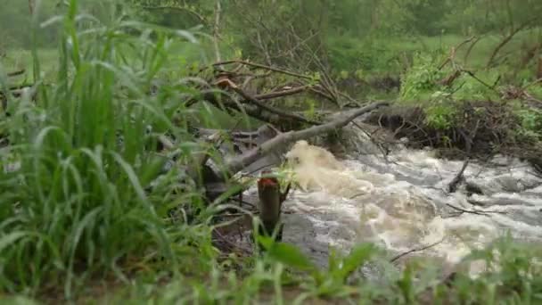 Beaver Dam Green Grass Water Passes Barrier Trees Boils Violently — 图库视频影像