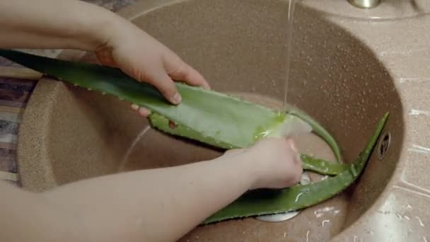 Girl Washes Large Green Leaves Aloe Vera Sink Running Water — Stok Video