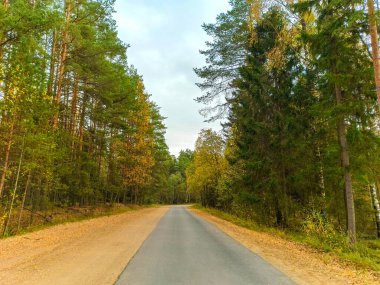 Forest Yolu. Sonbahar ağaçları. Sarı ve yeşil renkler. Güneşli bir günde çekim yapmak