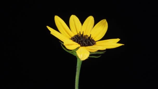 Rotación Lenta Una Flor Amarilla Sobre Fondo Negro — Vídeos de Stock