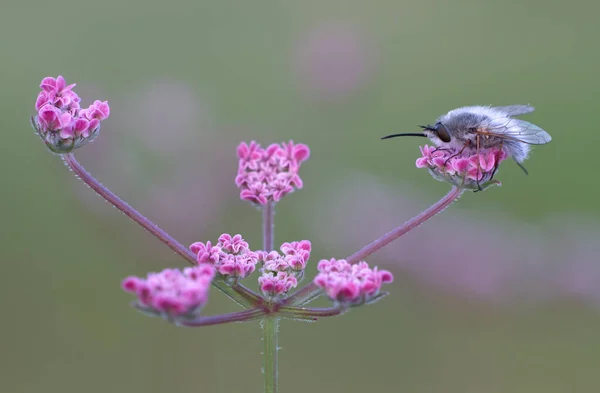 Bee fly (Bombyliidae) on a pink flower