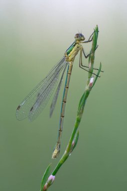 Yeşil bir dalda yusufçuk