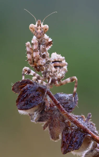 Thistle Mantis Blepharopsis Mendica Uma Planta Seca — Fotografia de Stock