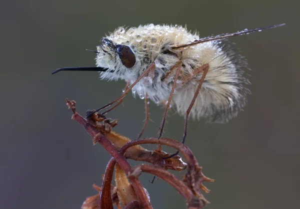 Κοντινό Πλάνο Μακροεντολή Μιας Μύγας Μέλισσας Bombyliidae Ένα Κόκκινο Φυτό — Φωτογραφία Αρχείου