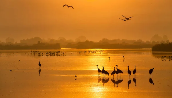 Common Crane Grus Grus Big Bird Natural Habitat National Park — Stock Photo, Image
