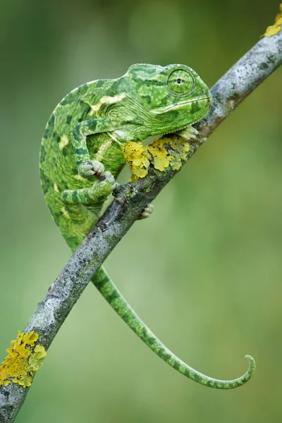 Camaleón Verde Una Rama — Foto de Stock