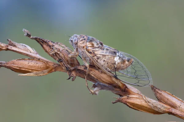Ağustosböceğinin Dalına Yakın Plan - Stok İmaj