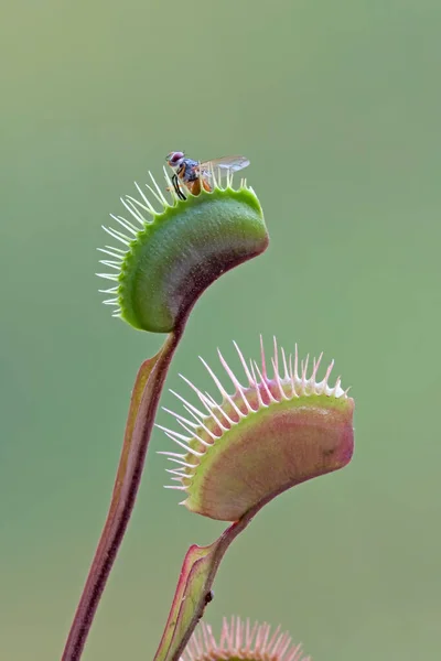Муха Съедается Плотоядным Зеленым Растением Венера Мухоловка Стоковое Фото
