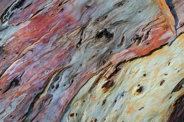 Okaliptüs Ağaç Kabuğundan Soyut Desen Telifsiz Stok Imajlar