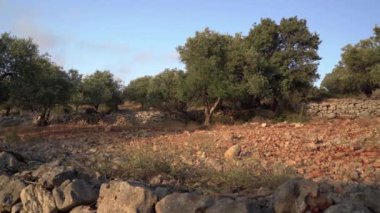 Samarya, İsrail 'deki zeytin tarlalarının yaz manzarası