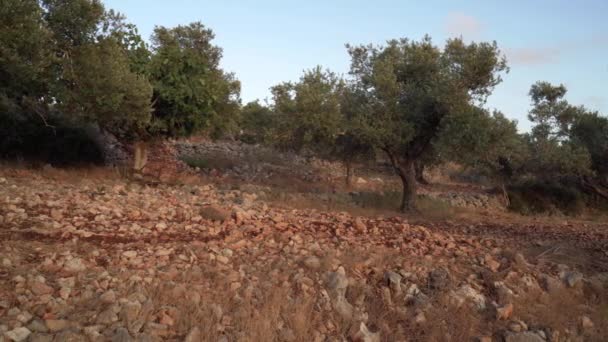 Zomer Landschap Van Olijfplantages Samaria Israël — Stockvideo