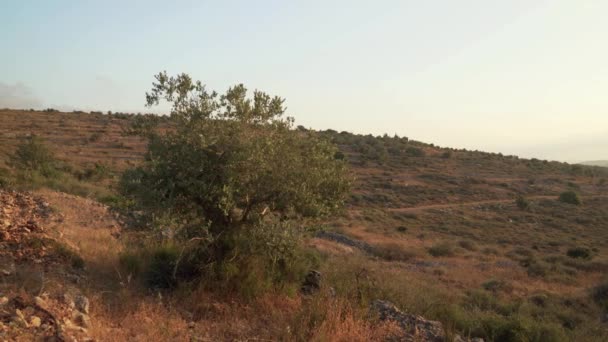 Sommarlandskap Med Olivplanteringar Samaria Israel — Stockvideo