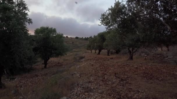 Paesaggio Estivo Oliveti Samaria Israele — Video Stock