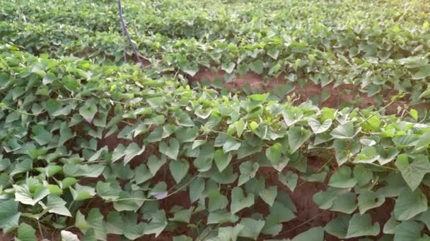 Patates Douces Cultivées Dans Les Champs Agricoles — Video