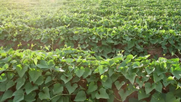 Batatas Doces Que Crescem Campo Agrícola — Vídeo de Stock