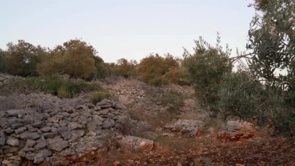 Paisaje Verano Plantaciones Olivos Samaria Israel — Vídeo de stock