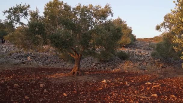 Летний Пейзаж Оливковых Плантаций Самарии Израиль — стоковое видео