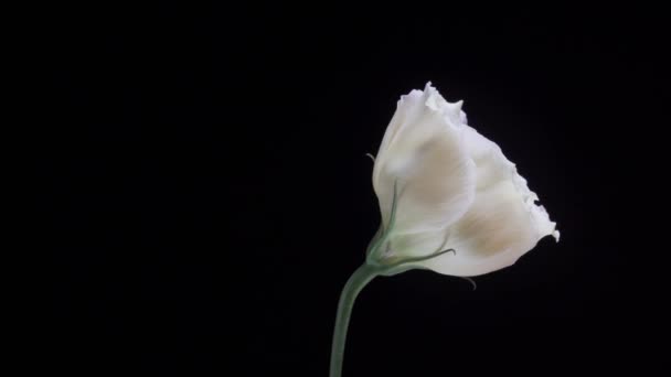 Piękny Biały Kwiat Eustoma Obracający Się Czarnym Tle Zbliżenie Strzału — Wideo stockowe