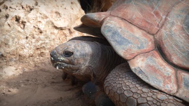 Reuzenlandschildpad Van Dichtbij — Stockvideo