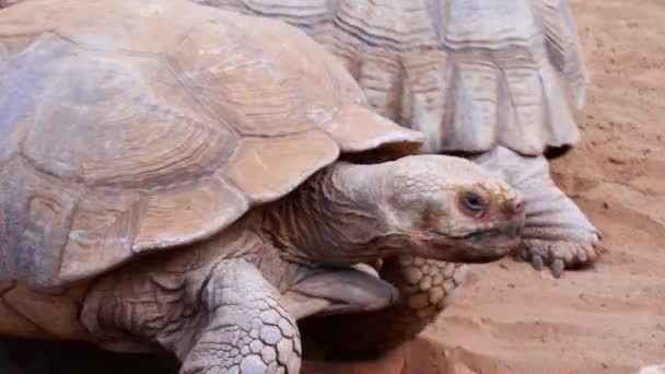 Reuzenschildpadden Passeren Voor Camera — Stockvideo
